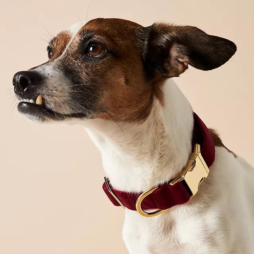 NEW The Foggy Dog Burgundy Velvet Dog Collar - Picture 2 of 7
